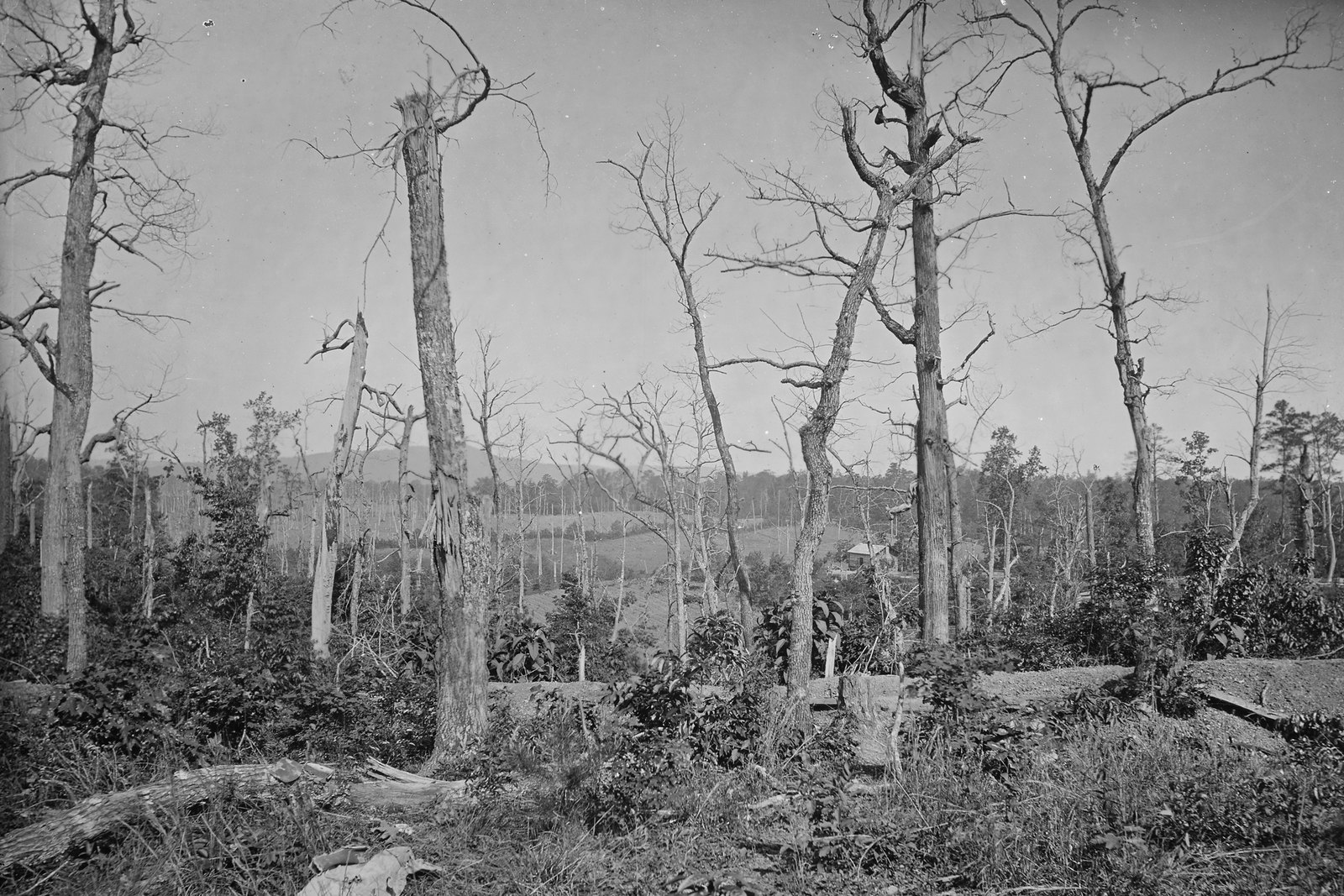 Black and white 1864 photograph of a wooded hillside after a battle: tall dead trees stripped of leaves and branches, with shattered trunks and broken limbs among low undergrowth, a long earthwork running across the middle ground and open fields and hills beyond.
