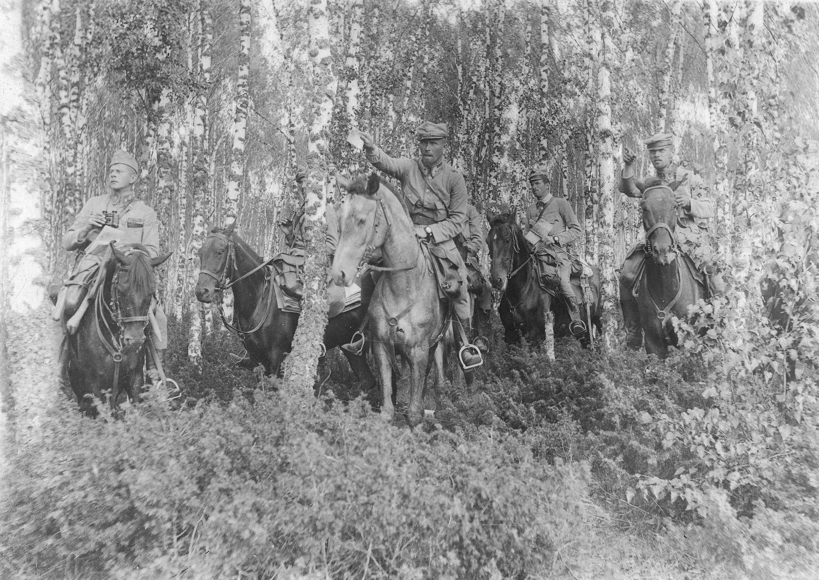 Black and white photograph of mounted Polish Legion officers among birch trees in Volhynia in 1916, one pointing ahead with a paper in his hand and another holding binoculars