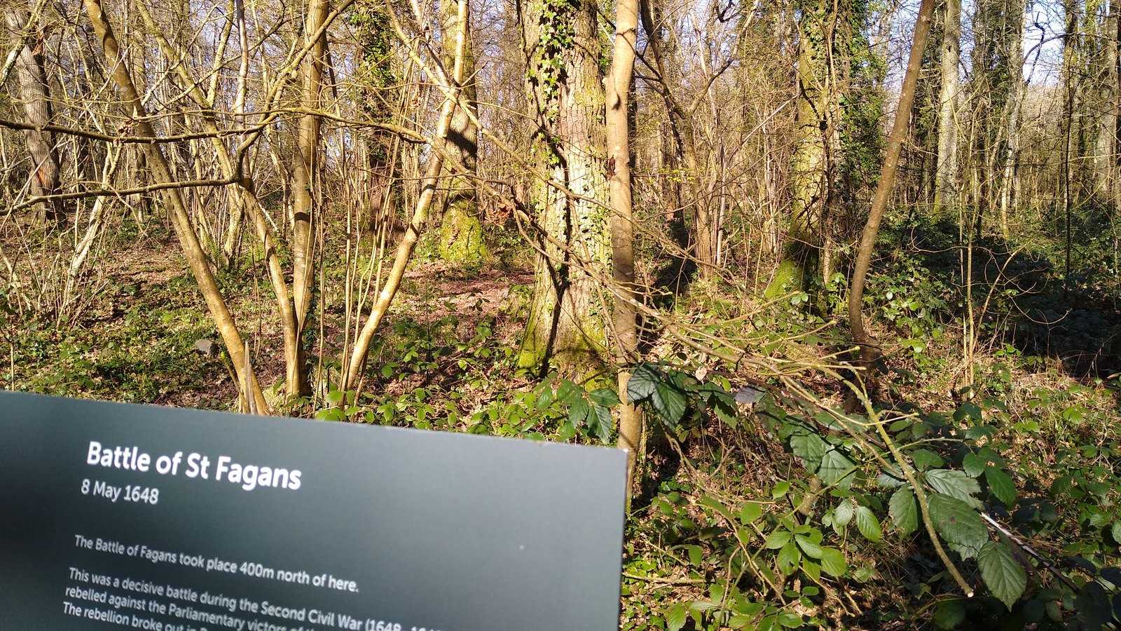 Sunlit leafless woodland with ivy-covered trees and a dark heritage sign in the foreground titled Battle of St Fagans, 8 May 1648.