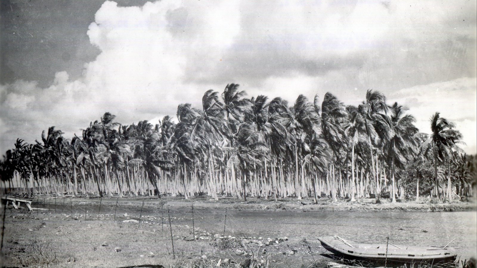 Black and white photograph of a row of wind-bent coconut palms across a sandy river mouth on Guadalcanal, with barbed-wire posts and a small boat in the foreground.