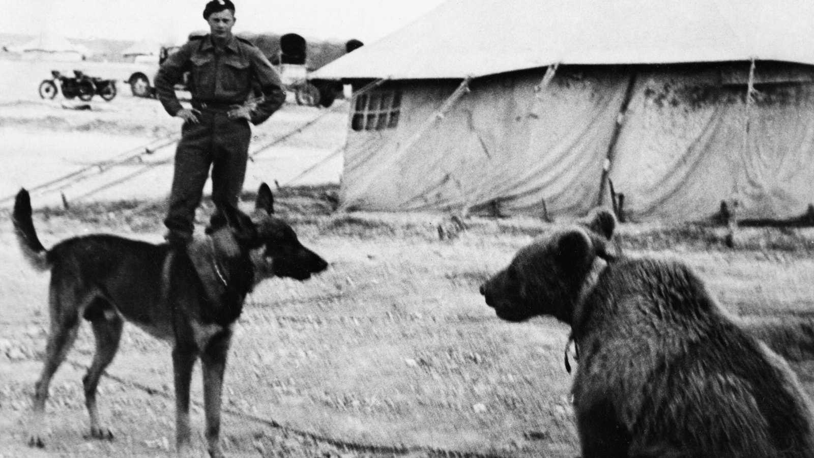 Niedźwiedź Wojtek jako młoda maskotka z żołnierzem 22. Kompanii Zaopatrywania Artylerii na Bliskim Wschodzie
