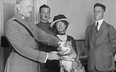 Animals in War