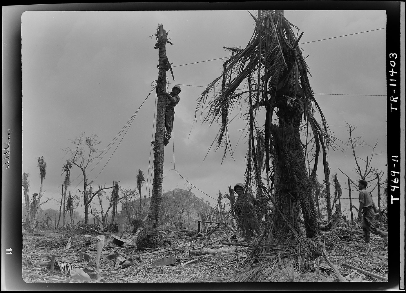 A Marine climbs a shattered palm trunk to string wire, with a rocky ridge behind