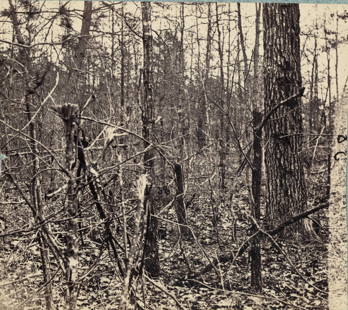 Black and white photograph of dense, splintered woodland with fallen branches