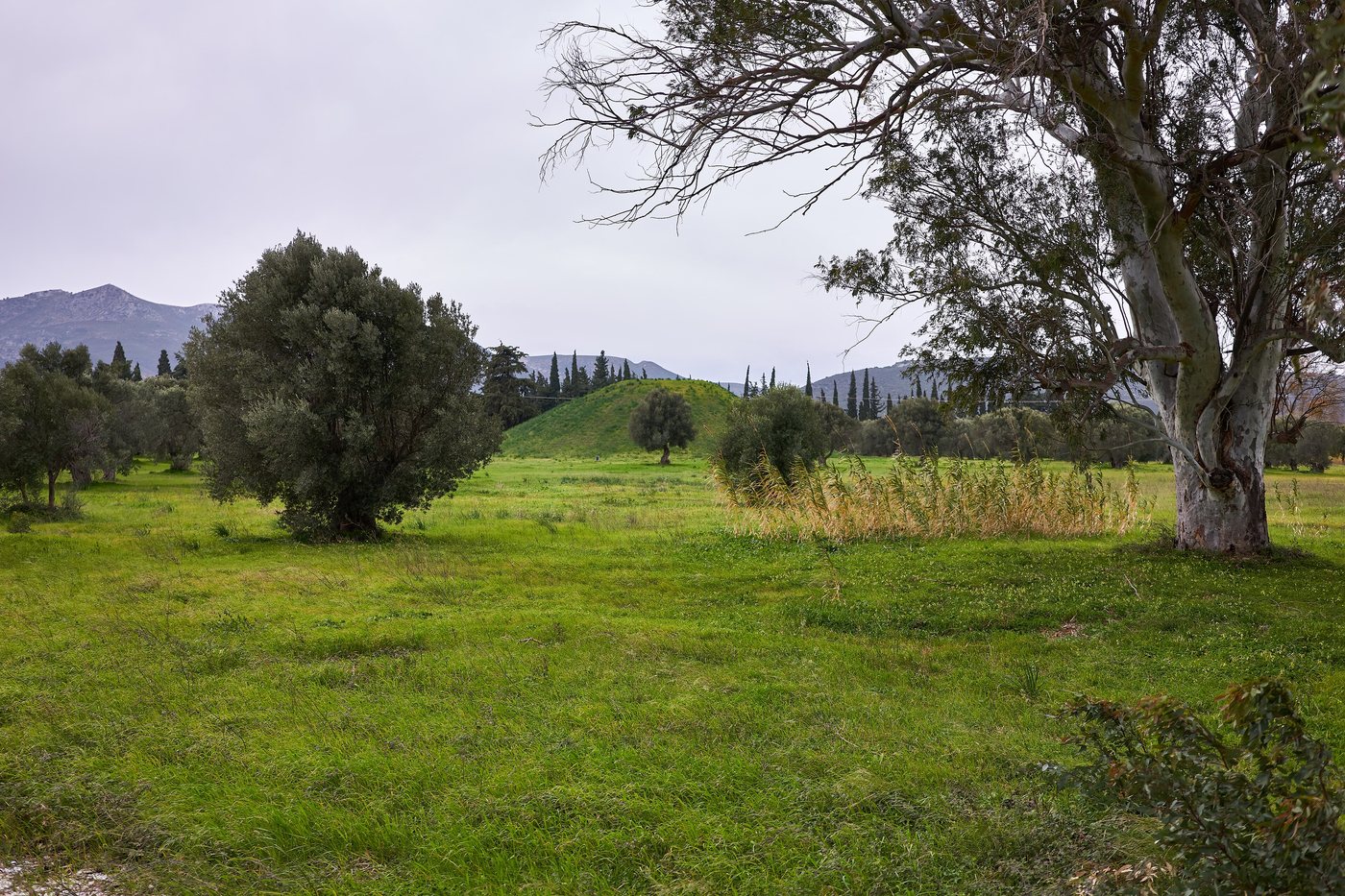 Grass-covered burial mound on the plain of Marathon among olive trees