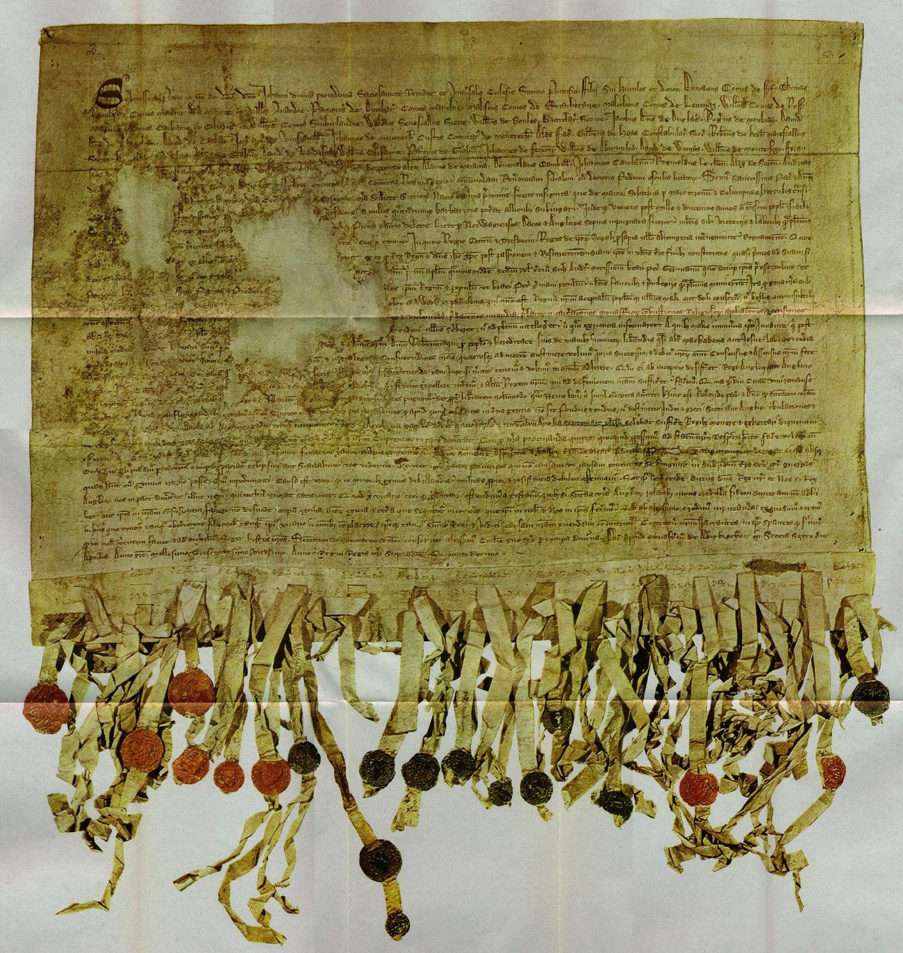 A medieval Latin letter on parchment, with dozens of wax seals hanging from cords along its lower edge.