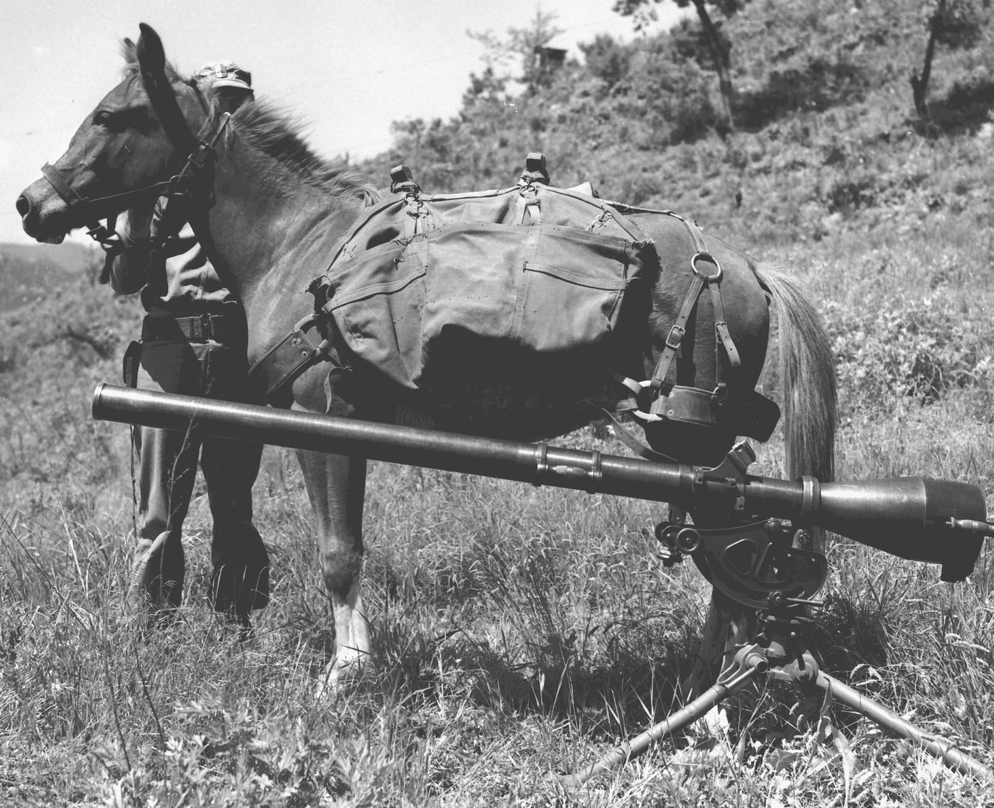 A small horse standing next to a recoilless rifle on its mount